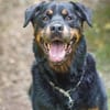Blacky su. hundeerfahrene Halter