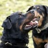 Blacky su. hundeerfahrene Halter