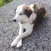 Meika - bildschöne Fährtensucherin