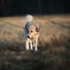 Heidi - etwas Besonderes
