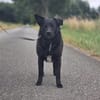 Tonec  ein Herz auf vier Pfoten