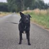 Tonec  ein Herz auf vier Pfoten