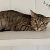 Jupiter
