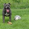 ROSCO