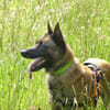 PAKO