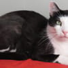 REGLISSE