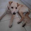 JULES le plus beau des césar