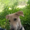 JULES le plus beau des césar