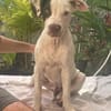 Neo, mâle croisé berger, né le 01/01/2025 🐶