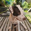 Neo, mâle croisé berger, né le 01/01/2025 🐶