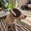 Neo, mâle croisé berger, né le 01/01/2025 🐶
