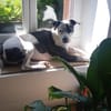 Marley, mâle croisé berger, né le 22/05/2021 🐶