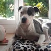 Marley, mâle croisé berger, né le 22/05/2021 🐶