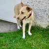 Gribouille, femelle croisée berger, née le 25/10/2024 🐶 ✨