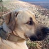 Azzu, femelle croisée Labrador, née le 01/01/2022 🐶