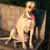 Azzu, femelle croisée Labrador, née le 01/01/2022 🐶