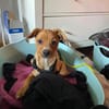 In 83646 auf Pflegestelle: TIRO