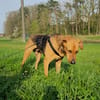 In 90556 auf Pflegestelle: FREDO