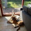 In 90556 auf Pflegestelle: FREDO