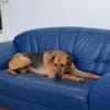 In 90556 auf Pflegestelle: FREDO