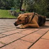 In 90556 auf Pflegestelle: FREDO