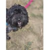 Whoopi - wartet in 97440 Werneck