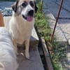 Luna sucht Dich