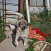 Luna sucht Dich