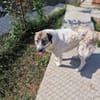 Luna sucht Dich