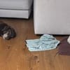 In 81675 auf Pflegestelle: NAILA