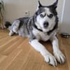 Nicky sucht eine liebevolle Familie