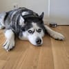 Nicky sucht eine liebevolle Familie