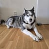 Nicky sucht eine liebevolle Familie