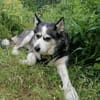 Nicky sucht eine liebevolle Familie