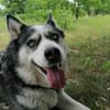 Nicky sucht eine liebevolle Familie