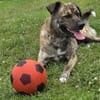 GARDI-BUDDY - zurück ins Leben