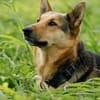Yuli, sanftmütige Herzensbrecherin, 5J 8