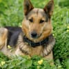 Yuli, sanftmütige Herzensbrecherin, 5J 8