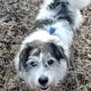 Tobi - backen wir uns einen Hund