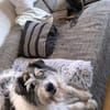 Tobi - backen wir uns einen Hund