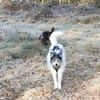 Tobi - backen wir uns einen Hund