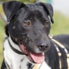 Ikem ein sportlicher Familienhund
