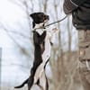 Ikem ein sportlicher Familienhund