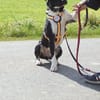 Ikem ein sportlicher Familienhund
