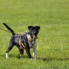 Ikem ein sportlicher Familienhund