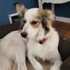 Sanfte Loly, ein Traumhund