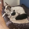 Sanfte Loly, ein Traumhund