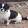 Barney in 47551 Bedburg-Hau !