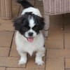 Barney in 47551 Bedburg-Hau !