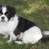 Barney in 47551 Bedburg-Hau !